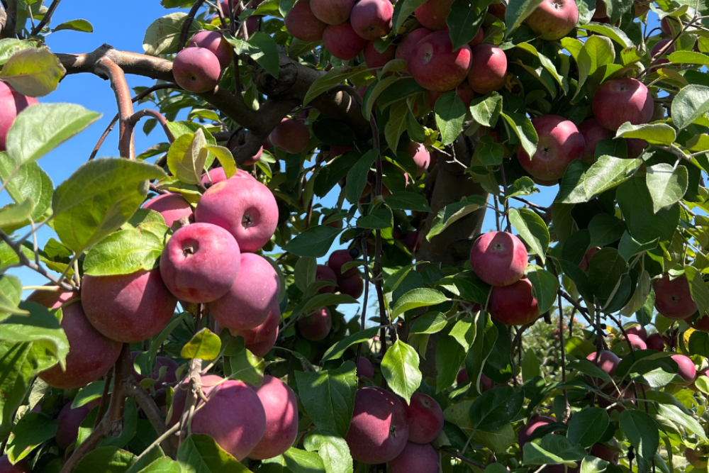 Kwercetyna – czy żółty pigment z jabłek i cebuli kryje fascynujący potencjał?