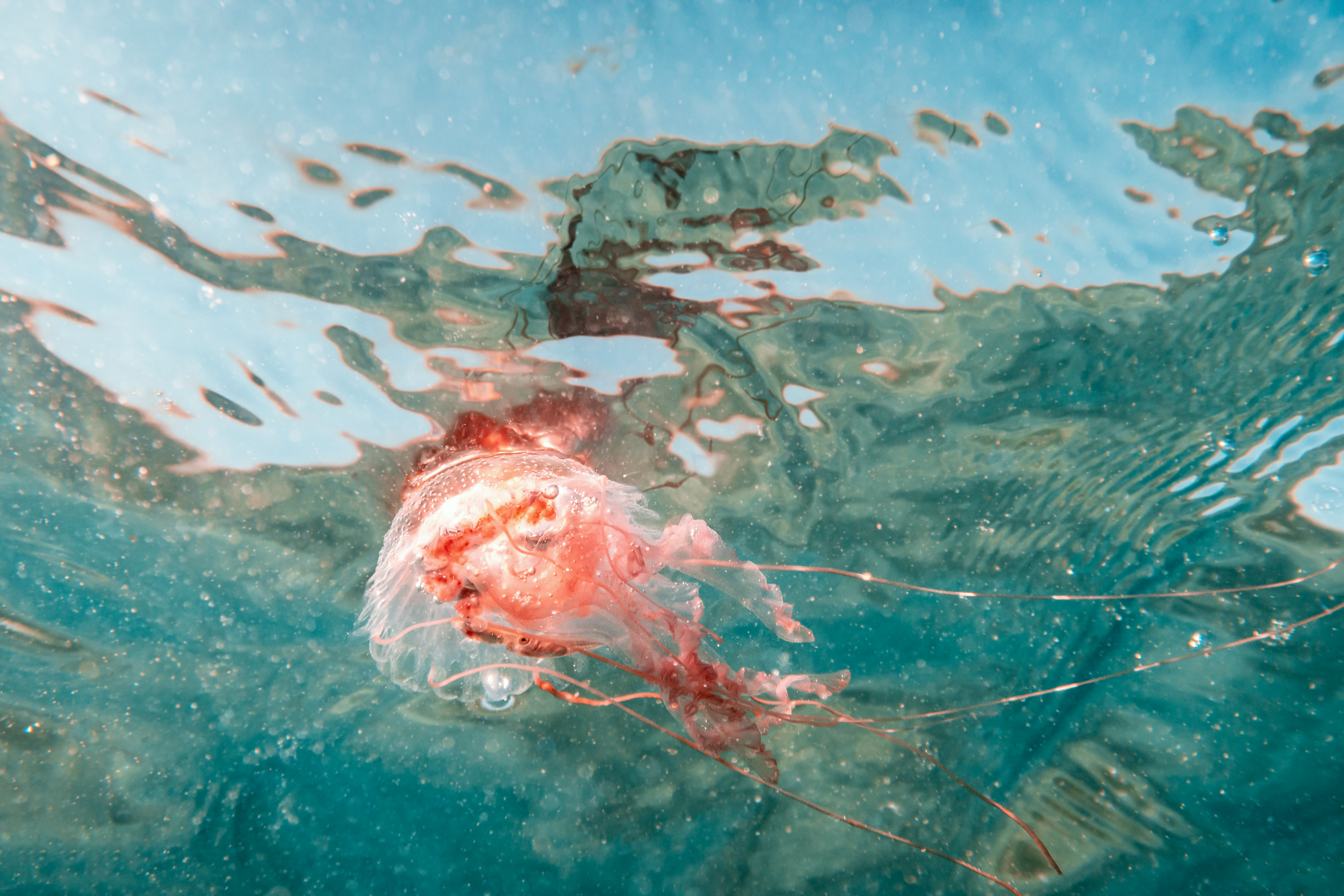 Hialuronian sodu – substancja, dzięki której meduzy stały się inspiracją dla naukowców