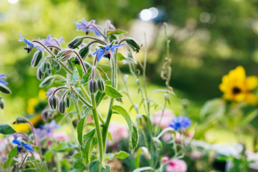 Ekstrakt z ogórecznika – dlaczego dawna 'roślina odwagi' dziś znowu fascynuje