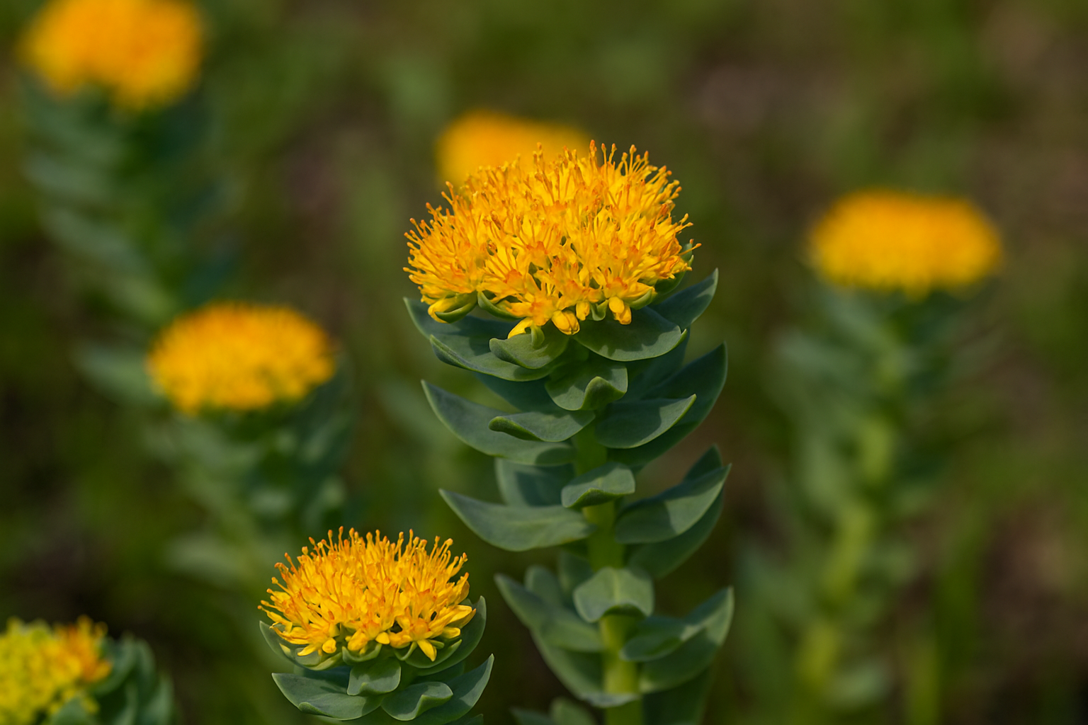 Różeniec górski: dlaczego Wikingowie sięgali po tę roślinę przed długimi wyprawami?