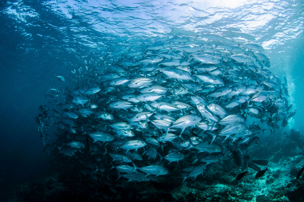 Dlaczego w suplementach stosuje się surowce pochodzenia zwierzęcego?